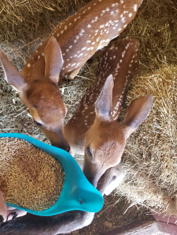 Hochatown Petting Zoo